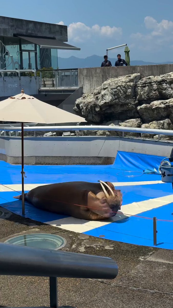 The image shows a large brown stuffed animal, possibly a seal or a whale, lying down on a blue tarp in an outdoor setting. The animal appears to be resting or sleeping, with its head resting on the ground. In the background, there are two people standing near a building and another person sitting on a bench. A large umbrella is also present in the scene.

The image seems to be related to Charles Hoskinson's post about white boys having summer after ragging. The stuffed animal could represent a character from one of his stories or an object that symbolizes the concept of "white boy summer." The presence of people and the outdoor setting further emphasize the theme of childhood, leisure, and relaxation associated with the idea of "white boy summer."