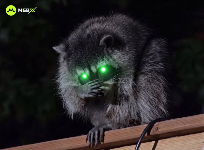 A raccoon perched on a wooden railing at night, with its eyes glowing bright green due to reflected light, featuring an 'MGBX' logo in the top left corner.