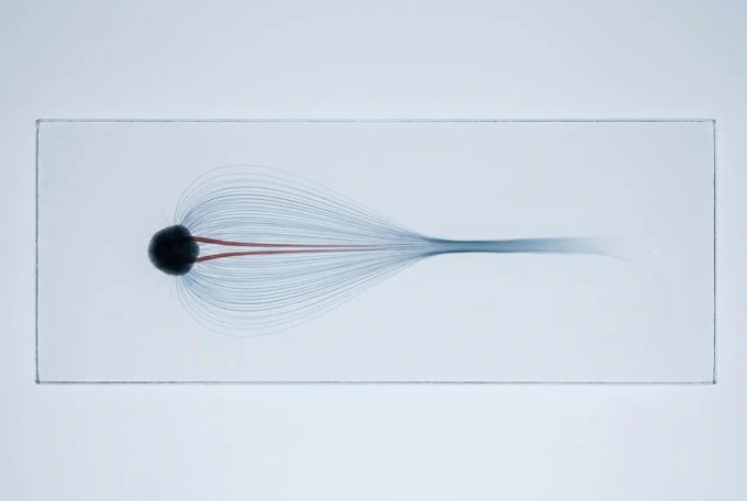 A minimalist ink-painted artwork on a rectangular card shows a black ink droplet on the left blooming into delicate, sweeping lines that trail off to the right, with thin red-brown tendrils extending from the droplet—visually evoking the concept of a wallet being "drained." The piece serves as a poetic metaphor for the post's warning about crypto drainer scams, where $494M was stolen from 332,000 wallets in 2024 with near-zero recovery, symbolizing the irreversible loss of digital assets.