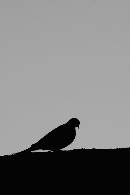 A minimalist black-and-white silhouette photograph of a pigeon standing on a ledge against a plain, light gray sky.