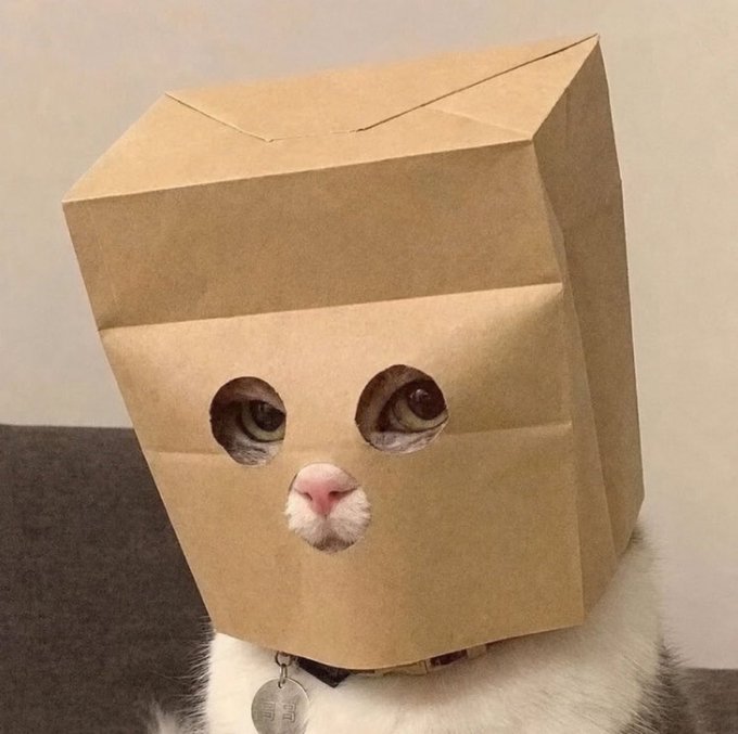 A white cat with a paper grocery bag over its head, with holes cut for its eyes and pink nose peeking through.