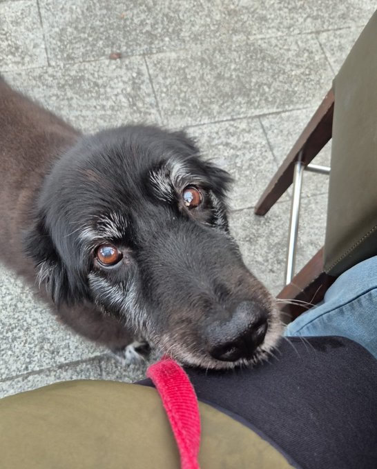 A close-up photo of a black dog looking up at the camera with soulful brown eyes, with a person's leg and a red leash visible in the foreground.