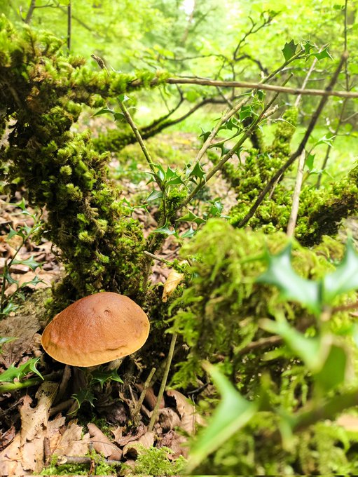 A brown-capped mushroom grows at the base of a moss-covered tree trunk surrounded by holly leaves and scattered foliage on the forest floor, symbolizing a fresh start and natural growth to match the Monday morning motivation post about building better habits and new beginnings.