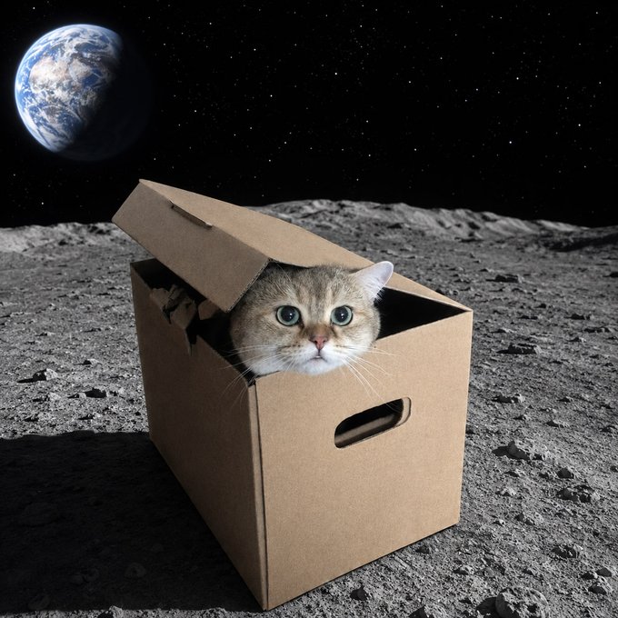 A digital composite showing a tabby cat peeking out of a cardboard box sitting on the lunar surface with Earth visible in the starry background.