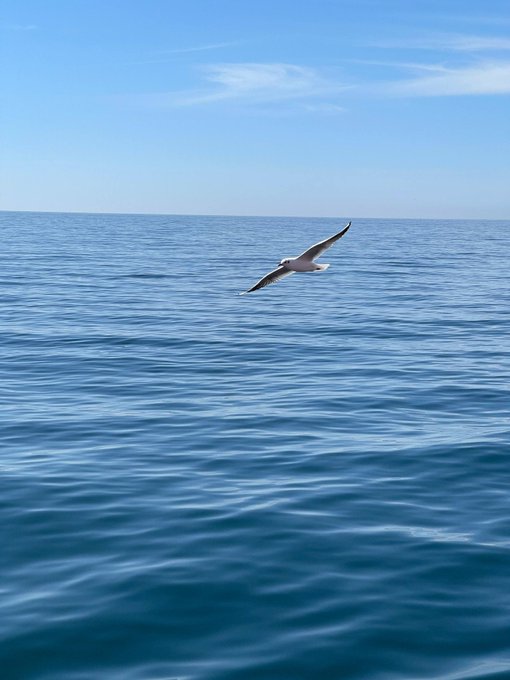 A seagull with black-tipped wings glides over the calm, deep blue surface of the ocean under a clear sky with thin, wispy clouds.
