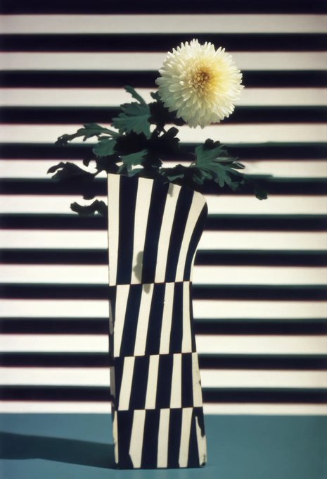 A single cream-colored chrysanthemum with green leaves sits in a black and white vertically striped vase against a background of horizontal black and white stripes.