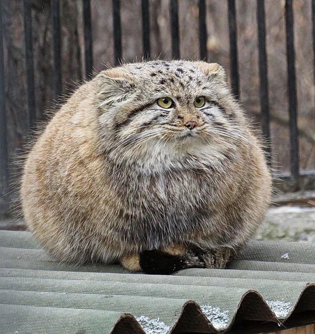 A Pallas's cat with thick gray-brown fur sits perched on a corrugated roof, looking directly at the camera with a stern expression.