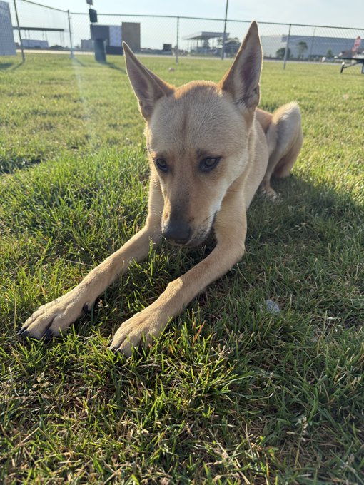 The image features a tan dog laying down on green grass, looking at the camera with its head tilted slightly to one side. In the background, there are some buildings visible behind the fence that encloses the field where the dog is resting. The photo has been captioned "Good morning to everyone who loves dogs", which suggests that it might be a post about dogs or pet care.
