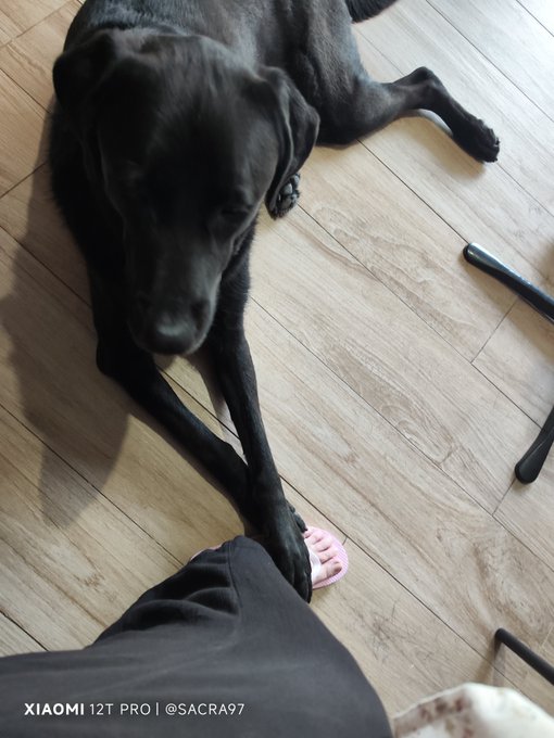 A black dog lying on a wooden floor with its head resting on a person's foot, which is wearing a pink slipper, captured with a Xiaomi 12T Pro.