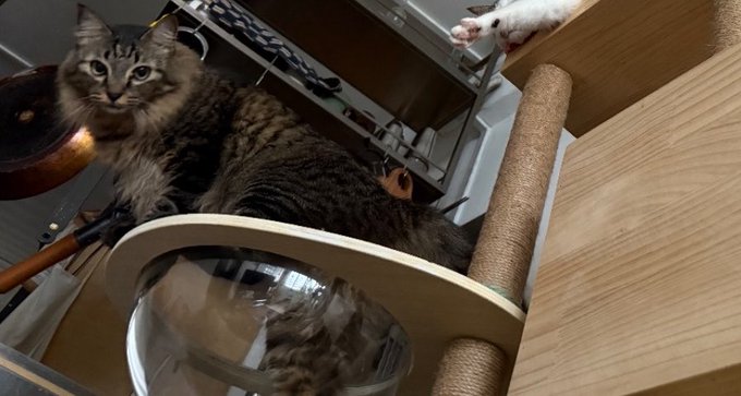 A fluffy tabby cat lounging inside what appears to be a cat tree or enclosure with a clear dome, looking toward the camera, with another cat's paw visible in the upper right corner.