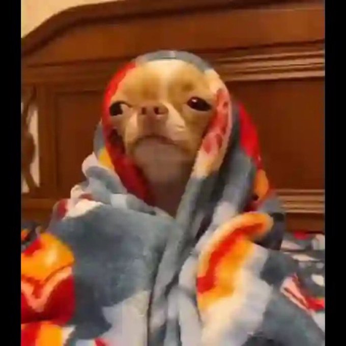 A small lizard, possibly a bearded dragon, is wrapped snugly in a colorful red, yellow, and blue patterned blanket, giving it a grumpy, judgmental expression. The humor of the post comes from the reptile's displeased, almost disappointed look, which matches the stern "no code for you" message being directed at the viewer.