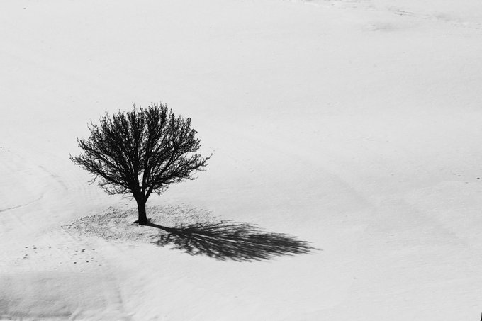 A minimalist black-and-white photograph of a lone bare tree casting a long shadow across a stark white snowy field.