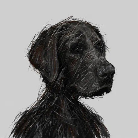 A detailed pencil or charcoal sketch portrait of a black Labrador-type dog shown in profile against a plain light gray background.