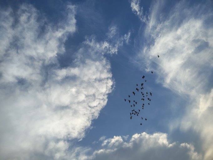 A photograph of a flock of birds flying in a scattered V-formation against a backdrop of blue sky and wispy white clouds.