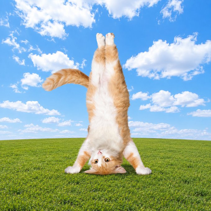 An orange and white tabby cat is captured mid-handstand on a vibrant green grassy field beneath a bright blue sky dotted with white clouds, looking directly up at the camera.
