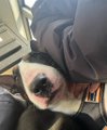 A small white and black dog with its tongue out sits on what appears to be a seat in a vehicle, seemingly mid-travel. The image aligns with the caption, capturing Odin looking slightly tired but excited as he prepares for the comfort of a hotel bed after the journey.