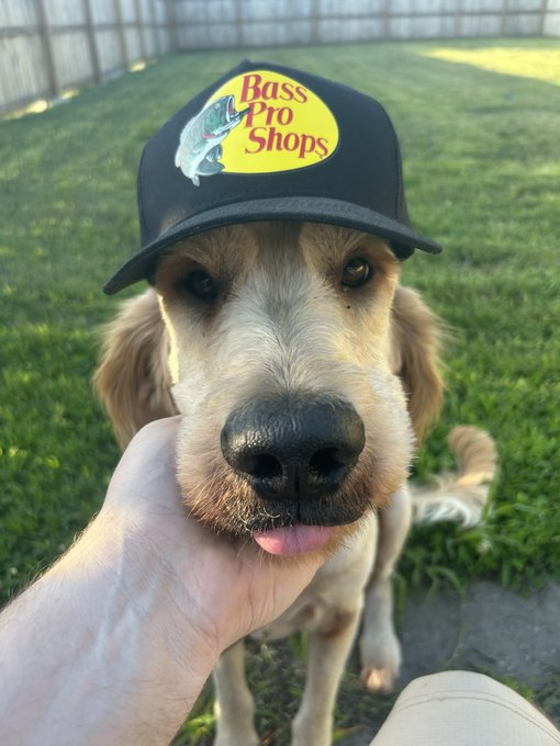 A golden retriever dog outdoors wearing a black 'Bass Pro Shops' trucker hat with a fish logo, while a person's hand holds its chin gently.