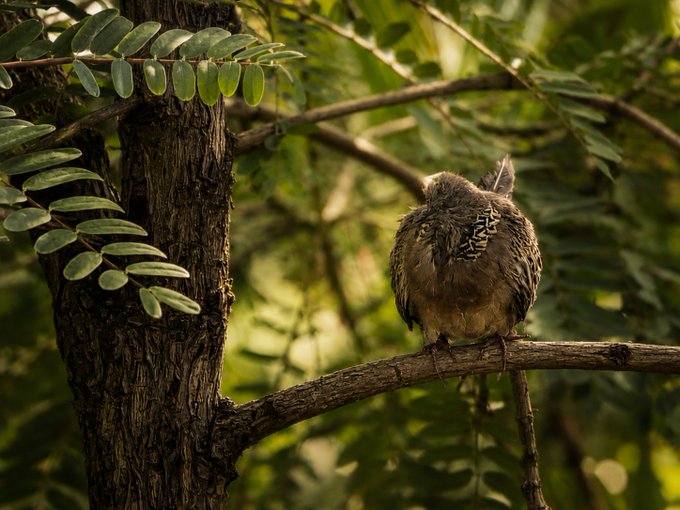 A small brown owl, possibly a screech owl, perches on a thin tree branch surrounded by green fern-like foliage, staring directly at the camera.