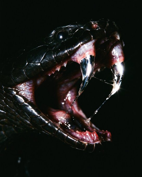 A black snake has its mouth wide open, revealing long fangs dripping with venom.