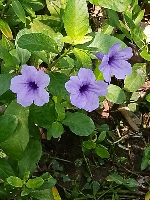 Three purple flowers bloom among lush green leaves in a garden setting.