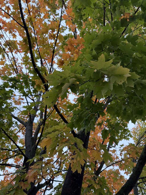 A photograph looking up into the canopy of a tree with leaves transitioning in color from green to orange and yellow, indicating early autumn.