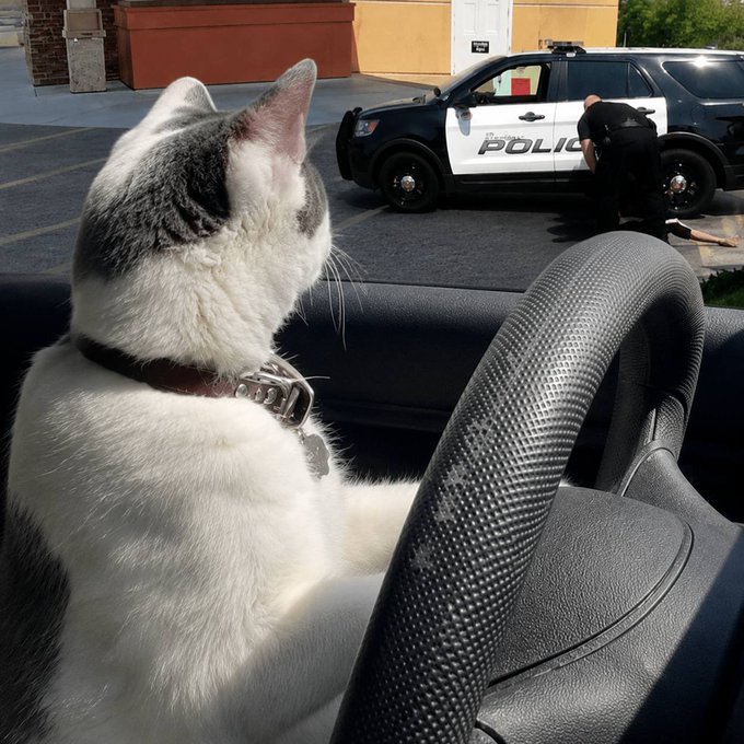 A cat sits in the driver's seat of a car, gazing out at a police officer standing beside a cruiser marked "POLIC." The image humorously plays on the post's "Drivingcat" meme, framing the cat as a getaway driver for the $CASHCAT pump-and-dump scheme.