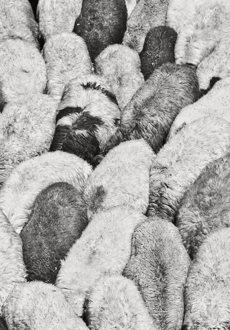 A black-and-white photograph showing a dense flock of sheep viewed from above, with their thick woolly backs and dark heads pressed closely together.