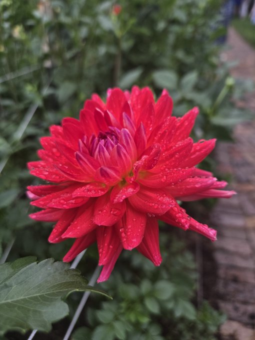 A vibrant red chrysanthemum or dahlia flower with water droplets on its petals is shown in a garden setting.