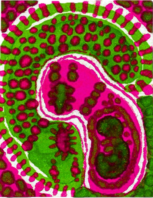 A vibrant, psychedelic-style illustration with abstract organic patterns in bright pink, green, and white that resemble a stylized cellular or anatomical cross-section.