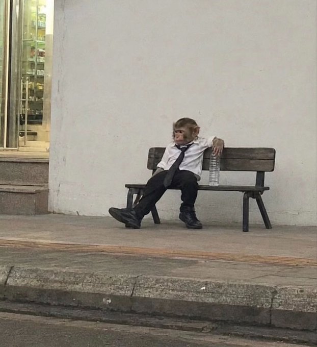 A monkey wearing a white dress shirt, black tie, and pants sits on a wooden bench holding a water bottle against a wall.