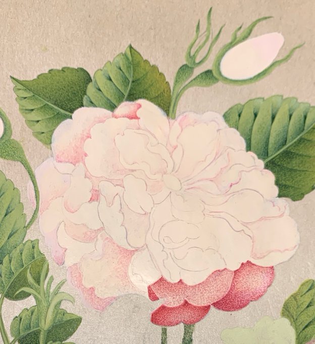 A detailed botanical illustration of a large pink and white peony flower with green leaves and a bud, rendered in a delicate watercolor or colored pencil style.
