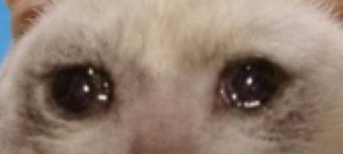 A close-up of a sad, teary-eyed white cat with glossy, watery eyes, conveying a melancholic expression. The image humorously illustrates the post's warning about holding $CASHCAT over ETH, visually representing the disappointment of watching a token decline instead of profiting from ETH's predicted rise.