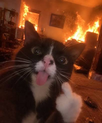 A black and white tuxedo cat with its tongue sticking out is in the foreground while a room is engulfed in flames in the background.