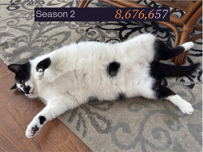 The image features a black and white cat laying down on a rug, with its paws raised as if it's stretching or playing. The cat appears to be relaxed and comfortable in its environment. The photo also includes text that reads "Season 2 8,637,657", which might be related to the season of the show or some other information about the image.