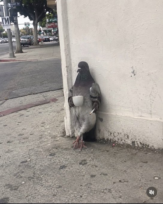 A pigeon standing on a sidewalk against a white wall, holding a small white cup in its wings as if drinking from it.