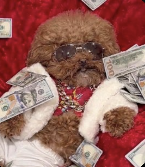 A small brown fluffy dog wearing sunglasses, a gold chain, and a red and white outfit lies on a red blanket surrounded by scattered hundred-dollar bills.