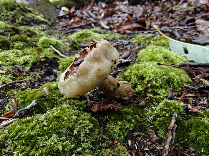 Close-up photograph of a small, off-white mushroom growing out of vibrant green moss on a forest floor covered with fallen leaves.