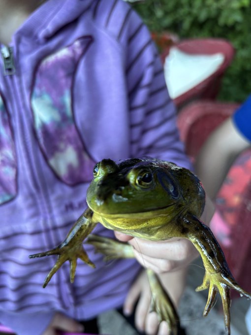 A close-up photograph of a large green and yellow frog being held by a person wearing a purple striped zip-up jacket.