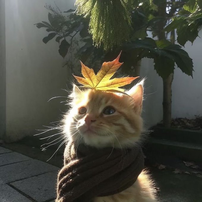 Adorable photo of a small orange kitten wearing a brown sweater and topped with an autumn leaf, looking upward in sunlight.