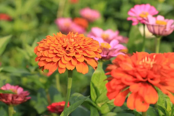 A close-up photograph of a vibrant orange zinnia flower in full bloom, with red and pink zinnias blurred in the green background.