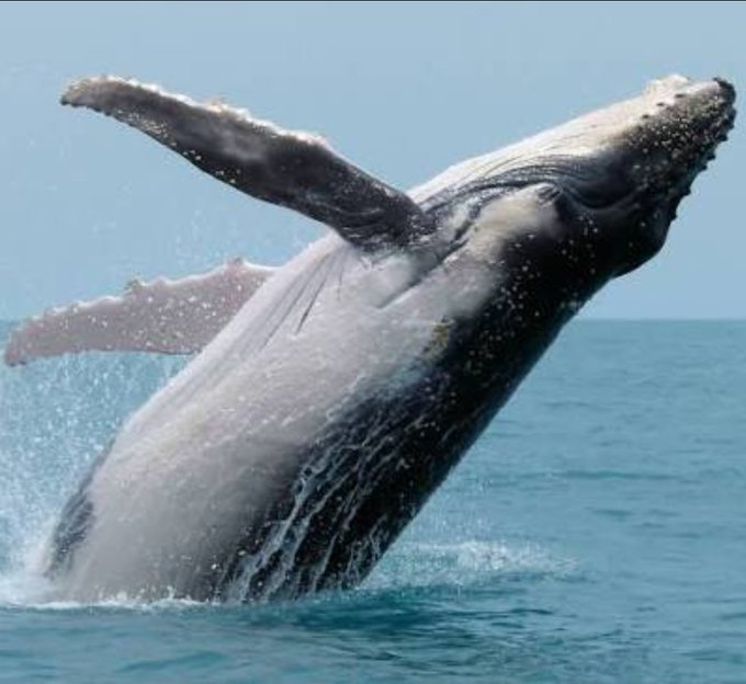 A massive humpback whale breaches dramatically from the ocean, splashing water against a clear blue sky. The image serves as a visual metaphor for the "Bitcoin whale" mentioned in the post, depicting the sudden movement of a dormant crypto holder transferring 730 BTC (worth $46 million) after four years of inactivity.