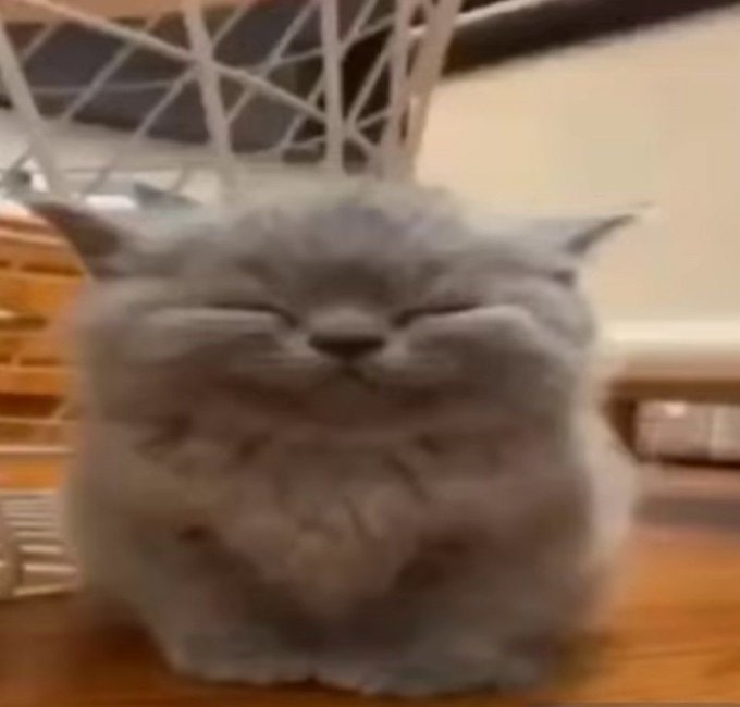 A fluffy gray cat with its eyes closed in a blissful smile sits on a wooden table in front of a decorative geometric object. The cat's content, peaceful expression serves as a lighthearted, contrasting image to accompany the technical trading analysis post about HTF context, liquidity, and trade execution cycles.