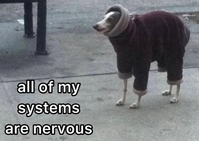 A meme showing a small dog wearing a maroon sweater standing stiffly on a sidewalk, with the text "all of my systems are nervous."