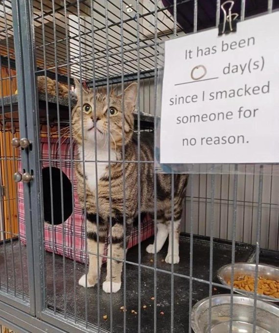 A tabby cat with white markings stands inside a metal cage with a plaid-covered cat house and two food bowls nearby. A sign clipped to the cage reads, "It has been 0 day(s) since I smacked someone for no reason."