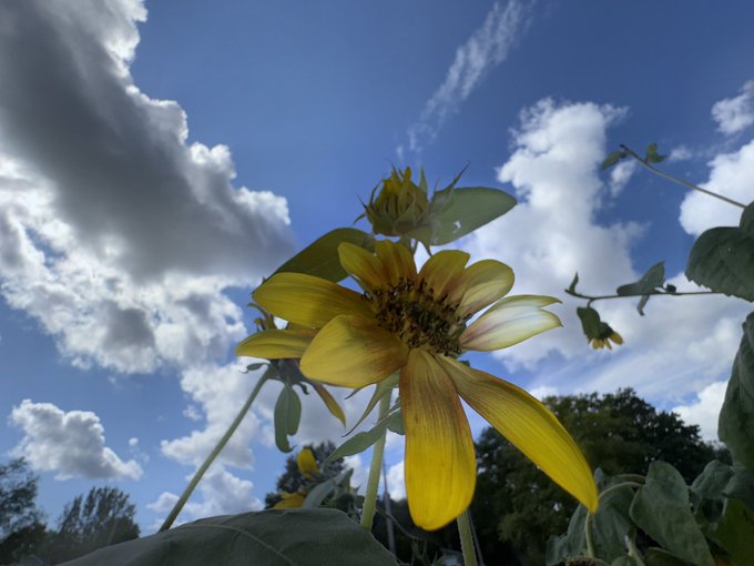 A yellow sunflower and bud stretch toward a bright blue sky filled with scattered white clouds. The serene natural scene contrasts with the post's "Grim Catnap" poem and XTZ cryptocurrency reference, evoking a peaceful day that contrasts with somber poetic themes.