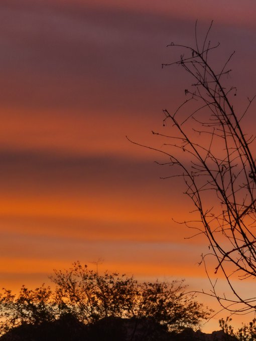 A silhouette of bare tree branches and treetops against a vibrant orange and pink sunset sky.