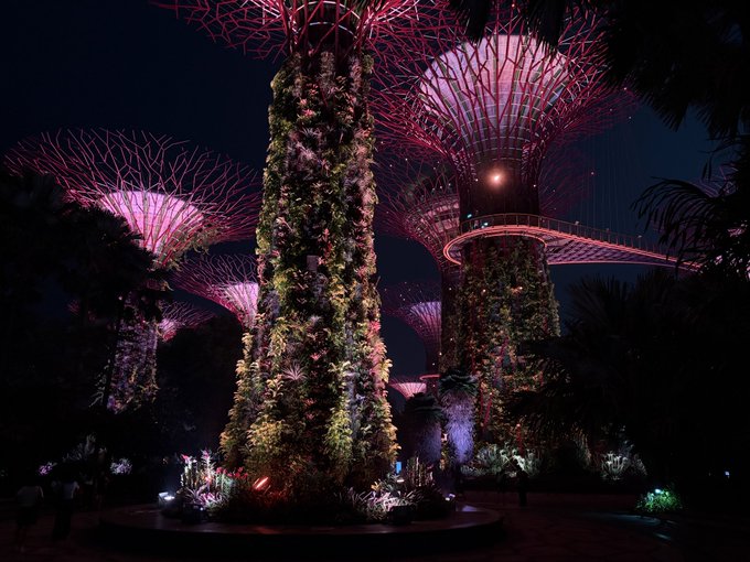 Illuminated Supertree structures at Gardens by the Bay in Singapore glow with pink and purple lights at night, showcasing lush vertical gardens and an elevated walkway.