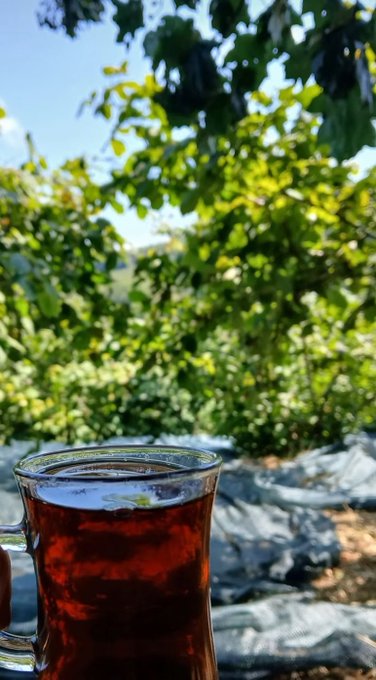 A glass of dark tea held up outdoors with a sunlit orchard of green leaves and silver reflective ground cover in the background.