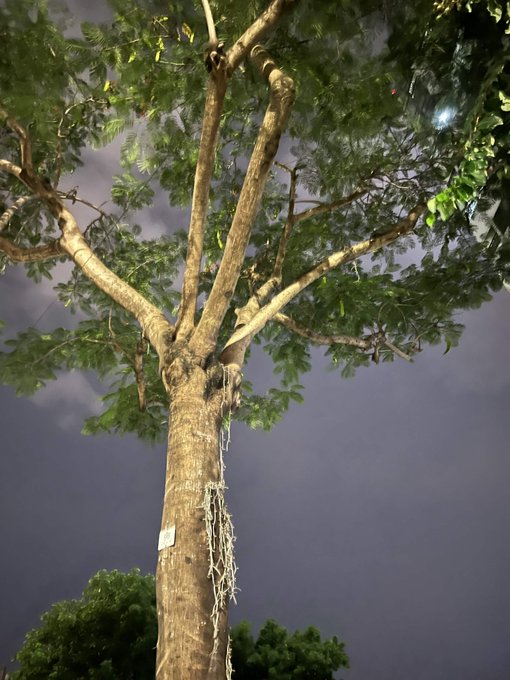 A large tree with green leaves is photographed at night against a dark cloudy sky.
