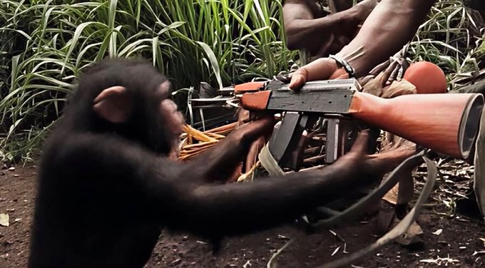 A young chimpanzee reaching toward a rifle held by a person in a jungle setting.
